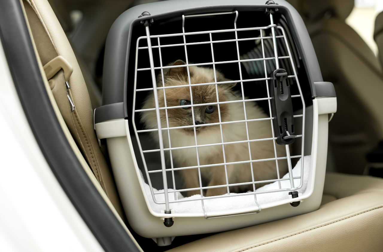 viajar con tu mascota en coche